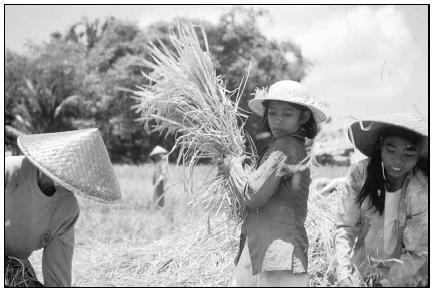 Harvesting rice is labor intensive, but Indonesia now produces almost enough rice to feed its population. Cory Langley
