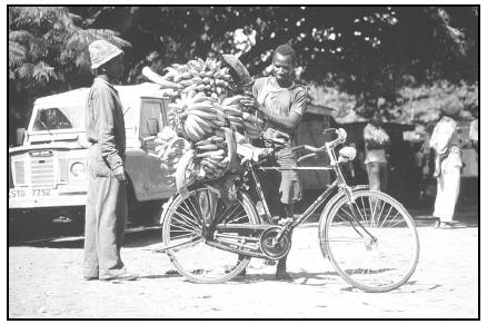 Bananas and plantains are among the staples of the daily diet in Tanzania. Here a vendor loads his bicycle with chane za ndizi (bunches of bananas) to take to the market to sell. Cory Langley