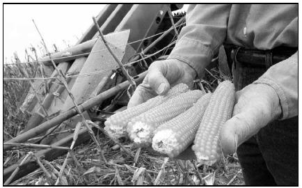 Ears of popcorn are harvested by this farmer. The kernels will be removed from the cob later, and packaged for sale. Native Americans introduced both popcorn and wild rice to European settlers. AP Photo/J.D. Pooley